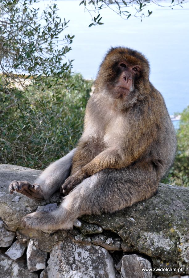 Hiszpania - Gibraltar - makak na murku