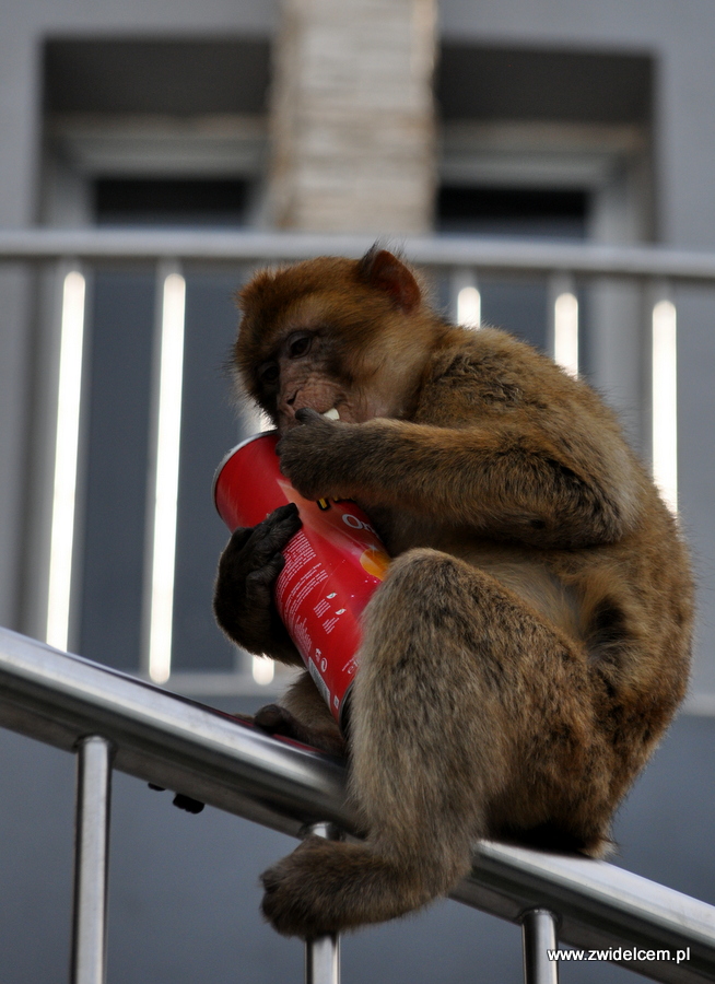 Hiszpania - Gibraltar - makak z Pringles